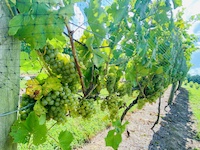 Vines at Chateau Meichtry